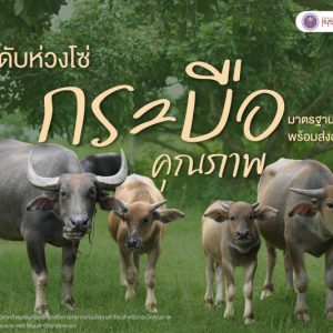 ยกระดับห่วงโซ่ “กระบือคุณภาพ” มาตรฐานเนื้อปลอดภัย พร้อมส่งออกสู่ตลาดนอก